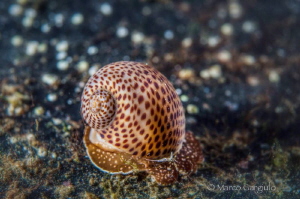 Little Dots by Marco Gargiulo 